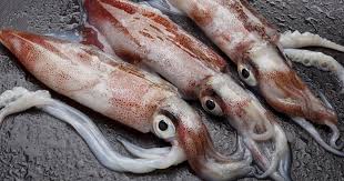 Damp Squid' Blamed For Everything When It Should Be 'Damp Squibs' |  HuffPost UK